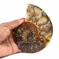 Ammonite fossile lucidata del Madagascar