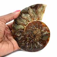 Ammonite un pezzo