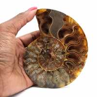 Ammonite del Madagascar