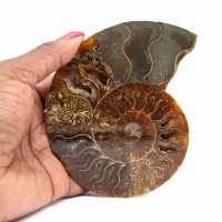 Ammonite naturale fossile