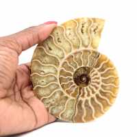 Fossile di ammonite lucidato