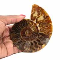 Fossile di ammonite pezzo unico