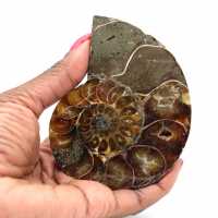 Ammonite fossilizzata