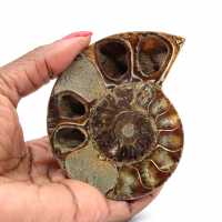 Ammonite fossilizzata lucida