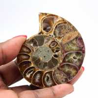 Ammonite fossile del Madagascar