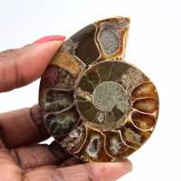 Fossile di ammonite pezzo unico