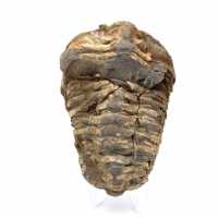 Trilobite grezzo