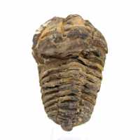 Trilobite fossile dal Marocco