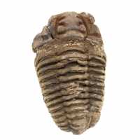 Trilobite grezzo dal Marocco