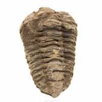 Trilobite grezzo