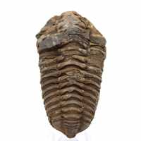 Trilobite Fossile Marocco