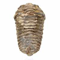 Trilobite fossile dal Marocco