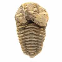 Fossile di trilobite