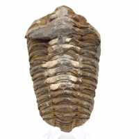 Trilobite dal Marocco