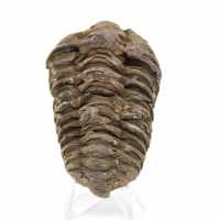 Trilobite dal Marocco