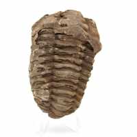 Trilobite fossile grezzo