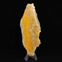 Jasper calabrone indonesiano: un pezzo da esposizione