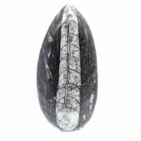 Orthoceras fossile dal Marocco