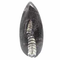 Orthoceras fossile