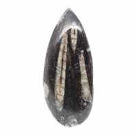 Orthoceras fossile dal Marocco