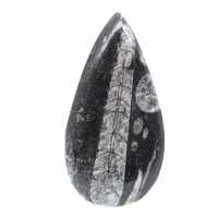 Orthoceras fossile