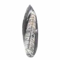 Orthoceras fossile dal Marocco