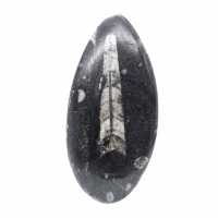 Orthoceras fossile dal Marocco
