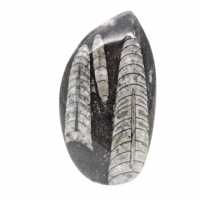 Orthoceras fossile