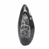Orthoceras fossile dal Marocco