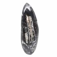 Orthoceras fossile