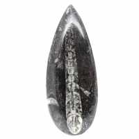 Orthoceras fossile