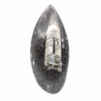Orthoceras fossile dal Marocco