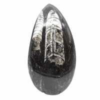 Orthoceras fossile