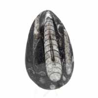 Orthoceras fossile dal Marocco