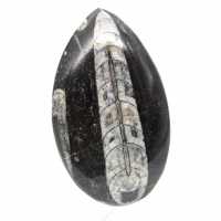 Orthoceras fossile