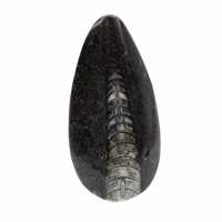 Orthoceras fossile dal Marocco