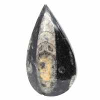 Orthoceras fossile