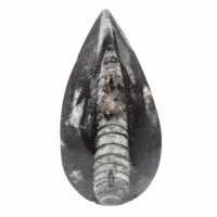 Orthoceras fossile dal Marocco