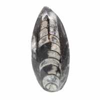 Orthoceras fossile