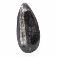 Orthoceras fossile