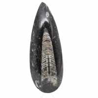 Orthoceras fossile dal Marocco