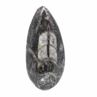 Orthoceras fossile