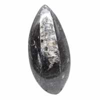 Orthoceras fossile dal Marocco
