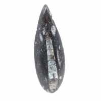 Orthoceras fossile dal Marocco