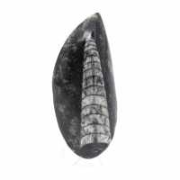 Orthoceras fossile