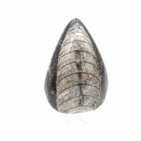 Orthoceras fossile dal Marocco