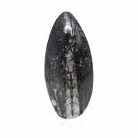 Orthoceras fossile
