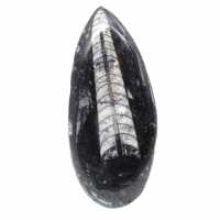 Orthoceras fossile dal Marocco
