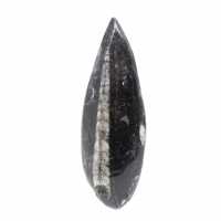Orthoceras fossile