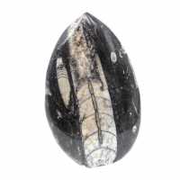 Orthoceras fossile dal Marocco